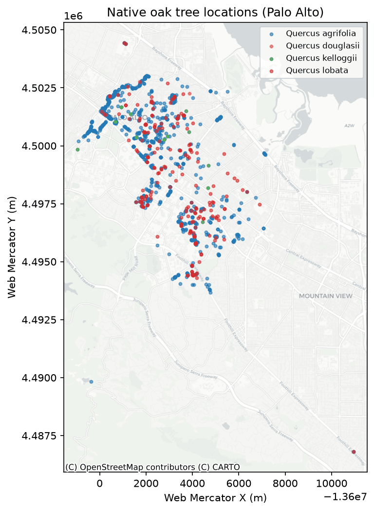 Map of native oak tree locations in Palo Alto