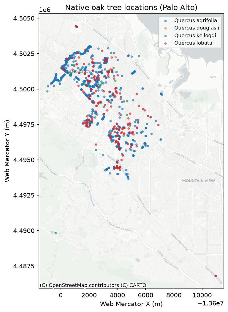 Map of native oak tree locations in Palo Alto